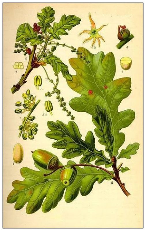 Ilustracja do pytania 341