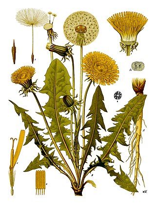 Ilustracja do pytania 475