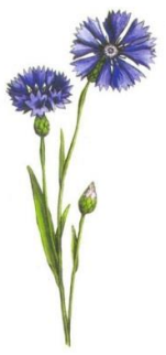 Ilustracja do pytania 96