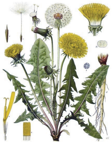 Ilustracja do pytania 133