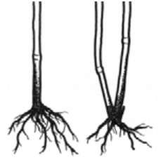 Ilustracja do pytania 169