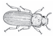 Ilustracja do pytania 204