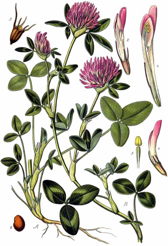 Ilustracja do pytania 113