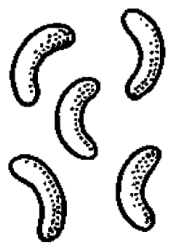 Ilustracja do pytania 331