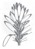 Ilustracja do pytania 405