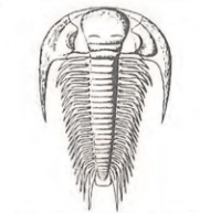 Ilustracja do pytania 471