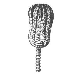 Ilustracja do pytania 455