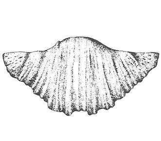 Ilustracja do pytania 455