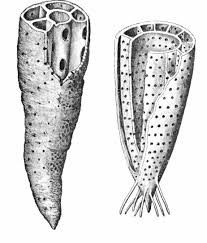 Ilustracja do pytania 121