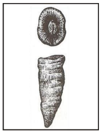Ilustracja do pytania 387