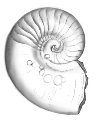 Ilustracja do pytania 49