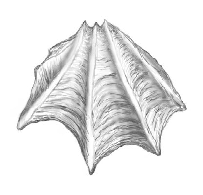 Ilustracja do pytania 49