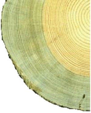 Ilustracja do pytania 174