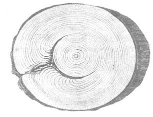 Ilustracja do pytania 245