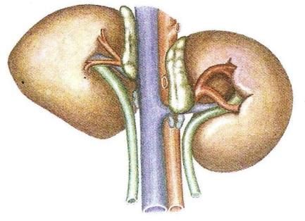 Ilustracja do pytania 496