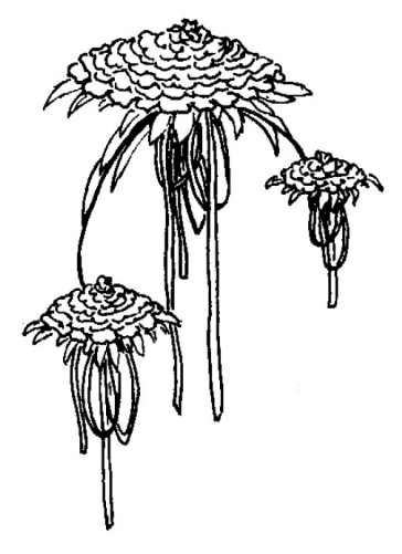Ilustracja do pytania 1036