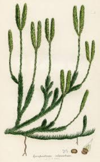 Ilustracja do pytania 59