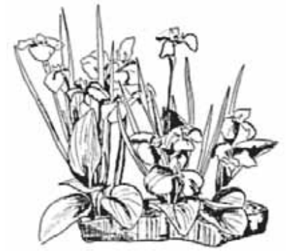 Ilustracja do pytania 811