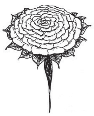 Ilustracja do pytania 547
