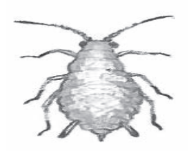 Ilustracja do pytania 997