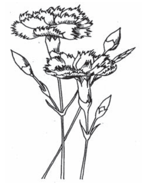 Ilustracja do pytania 969
