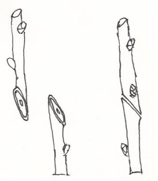 Ilustracja do pytania 88