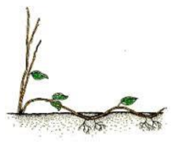 Ilustracja do pytania 1105