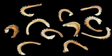 Ilustracja do pytania 652