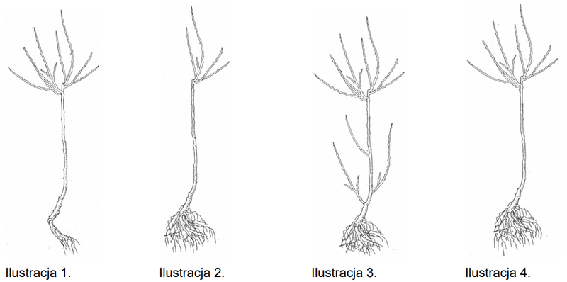 Ilustracja do pytania 857
