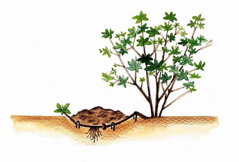 Ilustracja do pytania 924