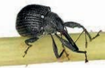 Ilustracja do pytania 1261