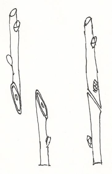 Ilustracja do pytania 896