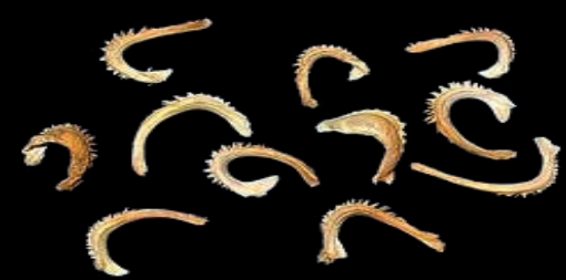 Ilustracja do pytania 567