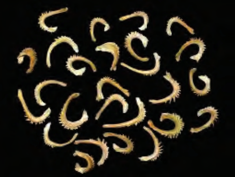 Ilustracja do pytania 1083