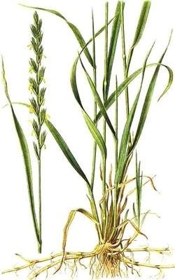 Ilustracja do pytania 252