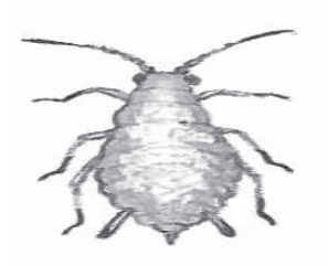 Ilustracja do pytania 397
