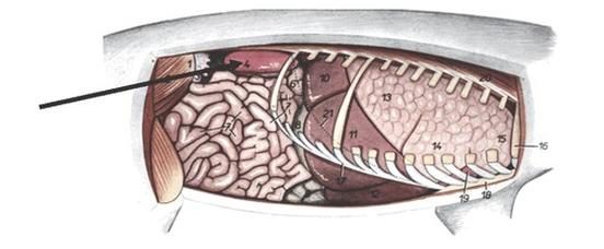Ilustracja do pytania 776