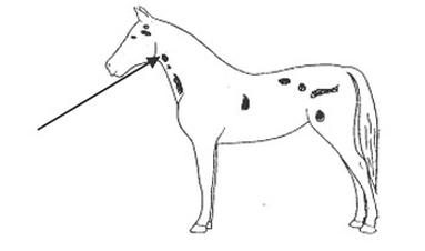 Ilustracja do pytania 796