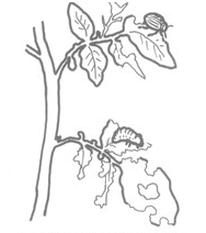 Ilustracja do pytania 837