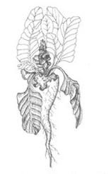 Ilustracja do pytania 303