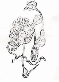 Ilustracja do pytania 1153