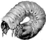 Ilustracja do pytania 257