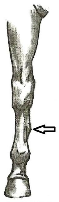 Ilustracja do pytania 56
