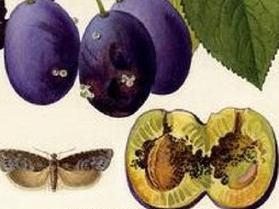 Ilustracja do pytania 103