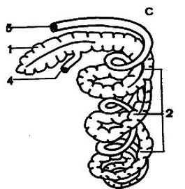 Ilustracja do pytania 1018