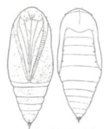 Ilustracja do pytania 235