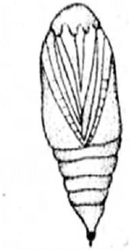 Ilustracja do pytania 308