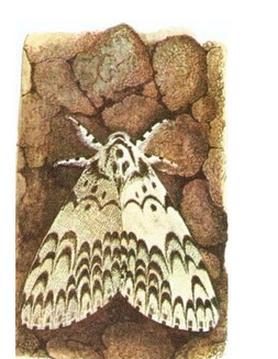 Ilustracja do pytania 241
