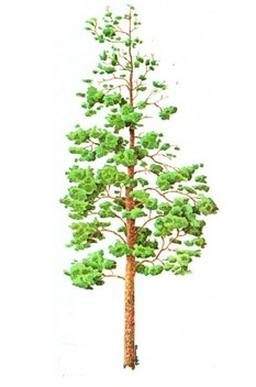 Ilustracja do pytania 447