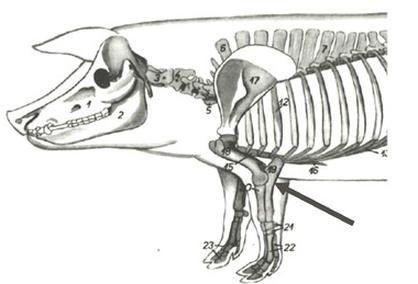 Ilustracja do pytania 563